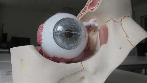 Das Anatomie-Modell eines Auges.