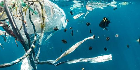 Fische und Plastiktüten schwimmen im Meer