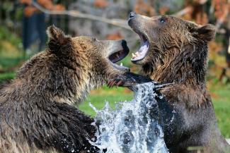Zwei Bären, die miteinander kämpfen. 