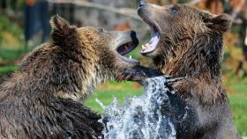 Zwei Bären, die miteinander kämpfen. 