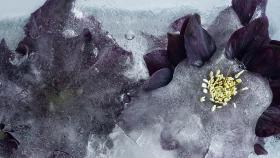 Blume im Eis gefroren
