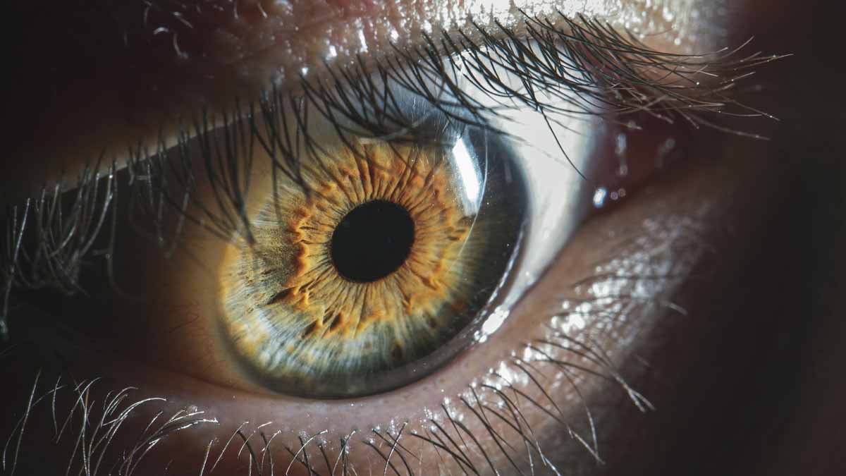 Auge mit braun grüner Iris