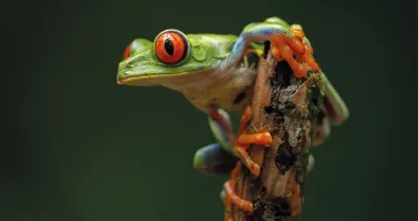 grüner Frosch
