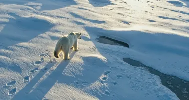 Eisbär läuft im Schnee