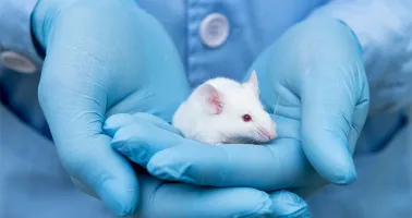 Laborratte sitzt auf Händen