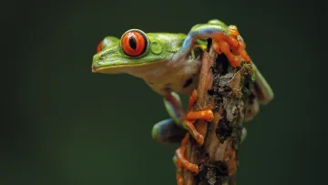 grüner Frosch