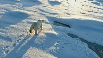 Eisbär läuft im Schnee