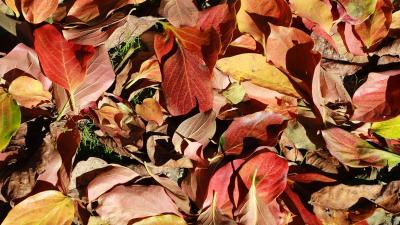 bunte Blätter auf dem Boden