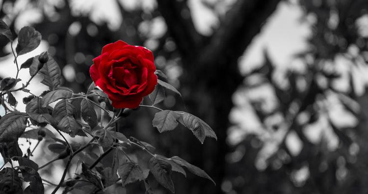 rote Rose auf schwarz-weißen Hintergrund
