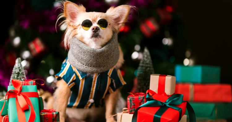 Hund sitzt in einem Haufen voller Geschenke