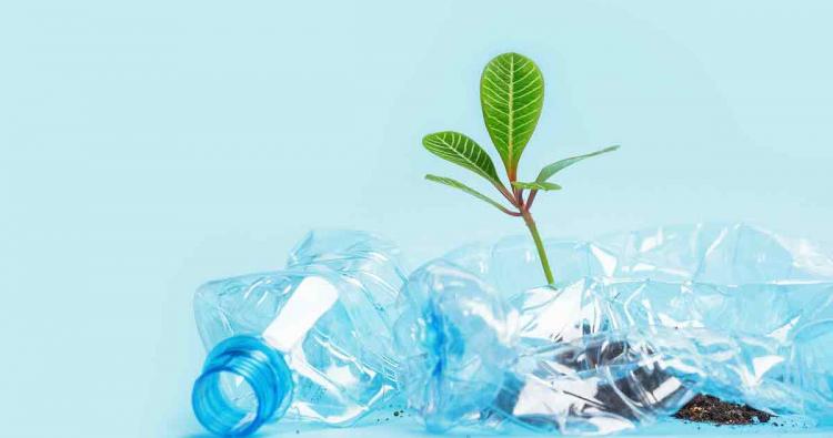 Plastikflasche Pflanze wächst