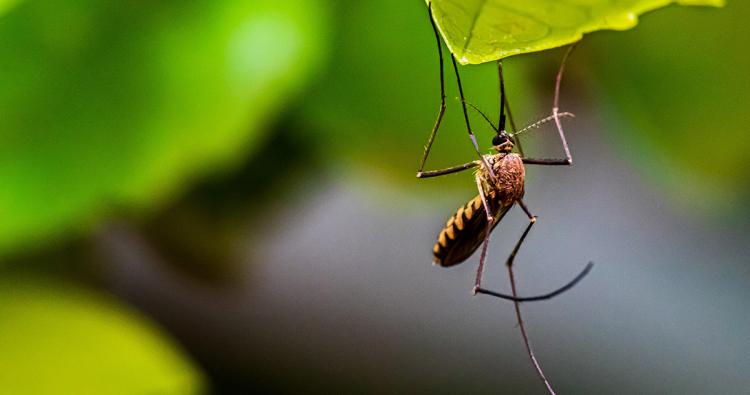 Mücke auf einem Blatt in der Natur