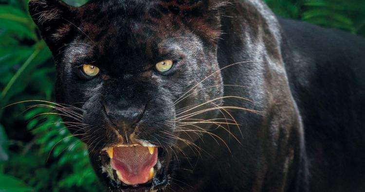 Bild von einem schwarzen Panther
