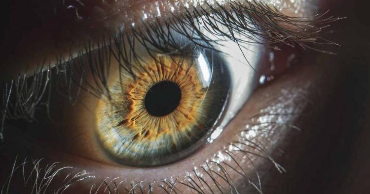 Auge mit braun grüner Iris