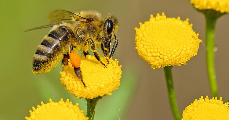 Biene auf einer  Blume