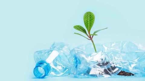 Plastikflasche Pflanze wächst