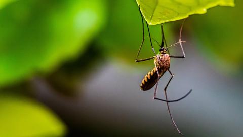 Mücke auf einem Blatt in der Natur