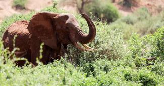 Elefant auf grüner Wiese